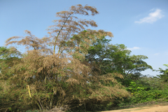 Dendrocalamus strictus